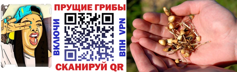 Галлюциногенные грибы Psilocybine cubensis  даркнет сайт  Уссурийск 