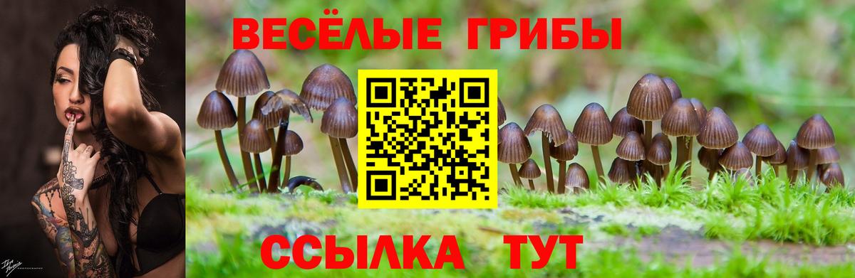 Уссурийск  Галлюциногенные грибы Psilocybe  Вход с VPN  Галлюциногенные грибы прущие грибы 